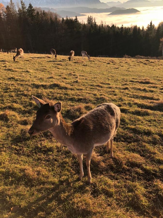 Fewo Atterseeperle - 80M2 Mit See- Und Gebirgsblick Steinbach am Attersee Eksteriør billede